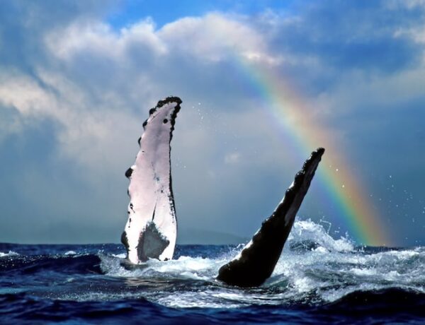 Whale fins coming out of the water with a rainbow in the background