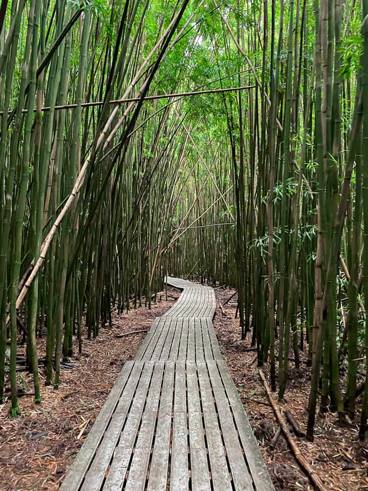 Boardwalk through a bamboo forest