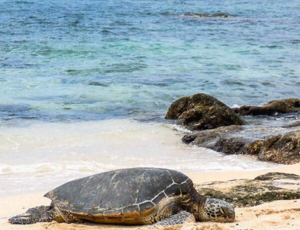 A green sea turtle rests near the water on Hookipa beach, Maui.