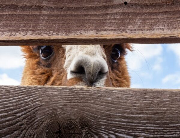Alpaca face peering through two fence boards