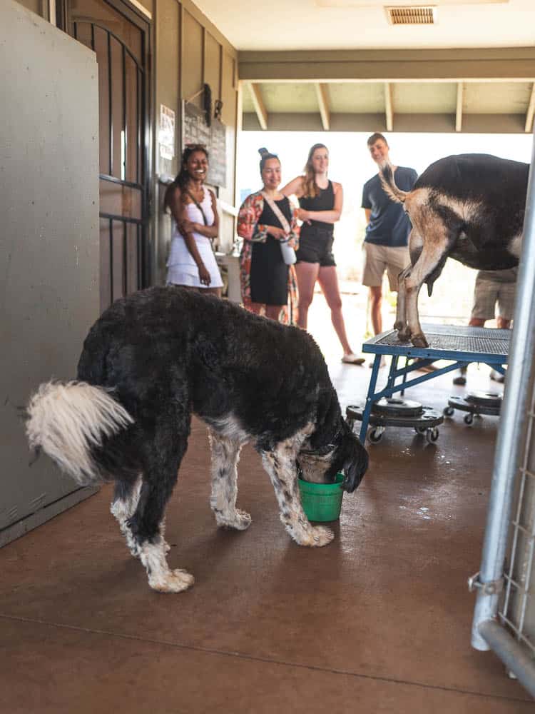 Farm dog at Haleakala Creamery enjoys fresh goat milk as a tour group looks on