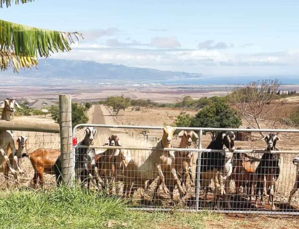 A herd of goats standing on a farm gate at Haleakala Creamery in Kula, Maui