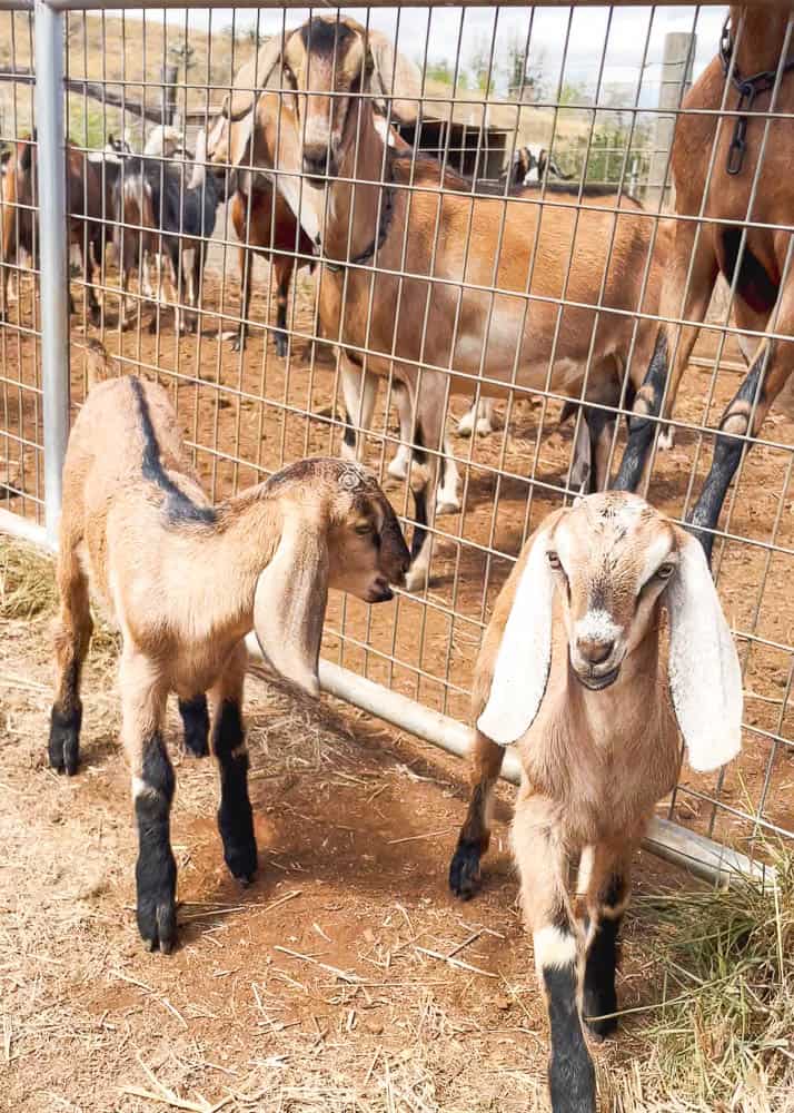 Two goat kids stand in front of the adult herd at Haleakala Creamery in Kula, Maui