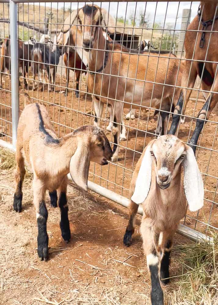 goat farm tour maui