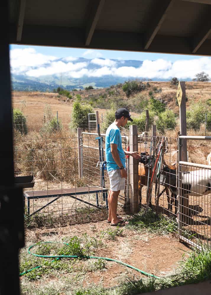 A man stands in front of a farm fence at Haleakala Creamery as goats behind the fence reach toward his hand