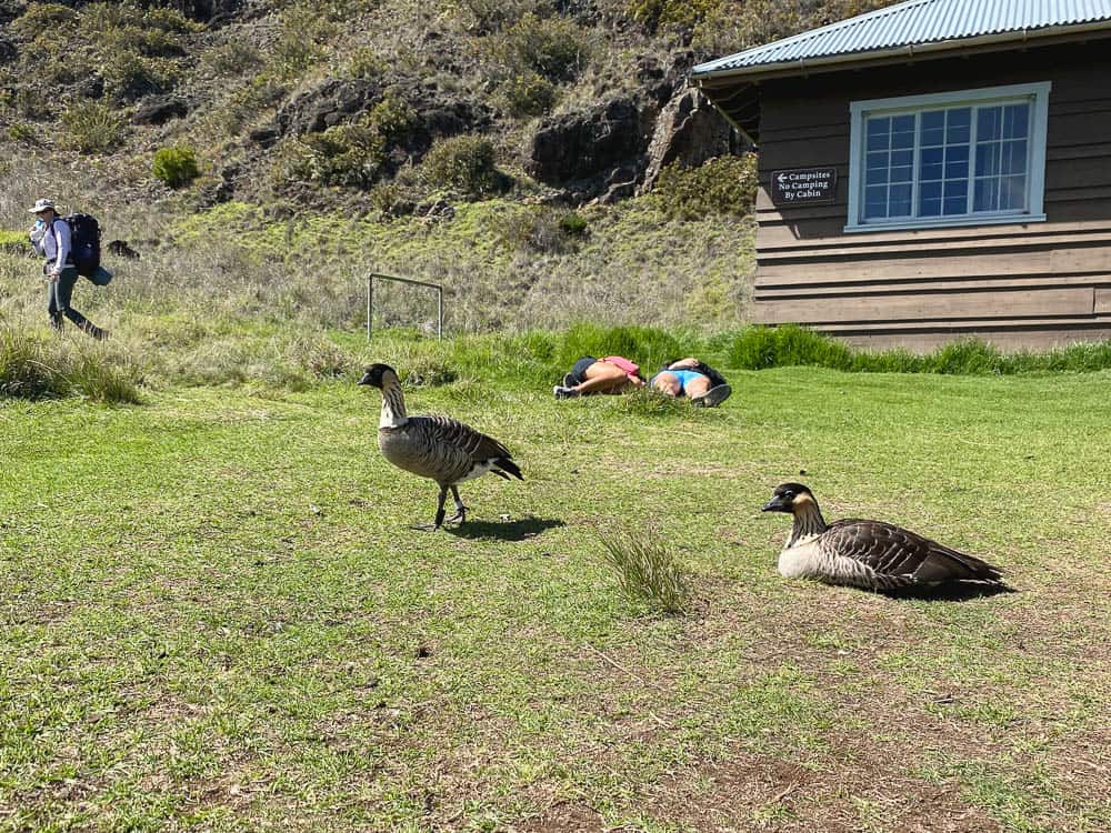 Two nene birds on the grass in front of Holua cabin while two hikers lie in the background