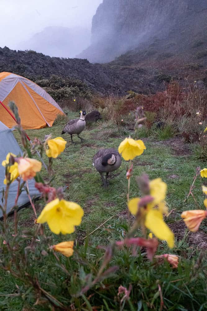 Two Hawaiian nene birds walk next to tents with yellow wildflowers in the foreground