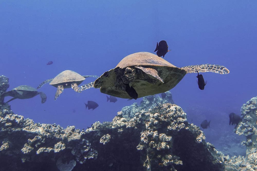 Honu, or Hawaiian green sea turtles, swimming among tropical fish near Maui, Hawaii