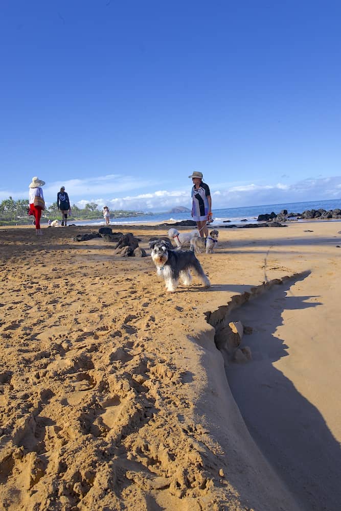 Gray dog and humans standing on the sand of Keawakapu Beach in Kihei, Maui