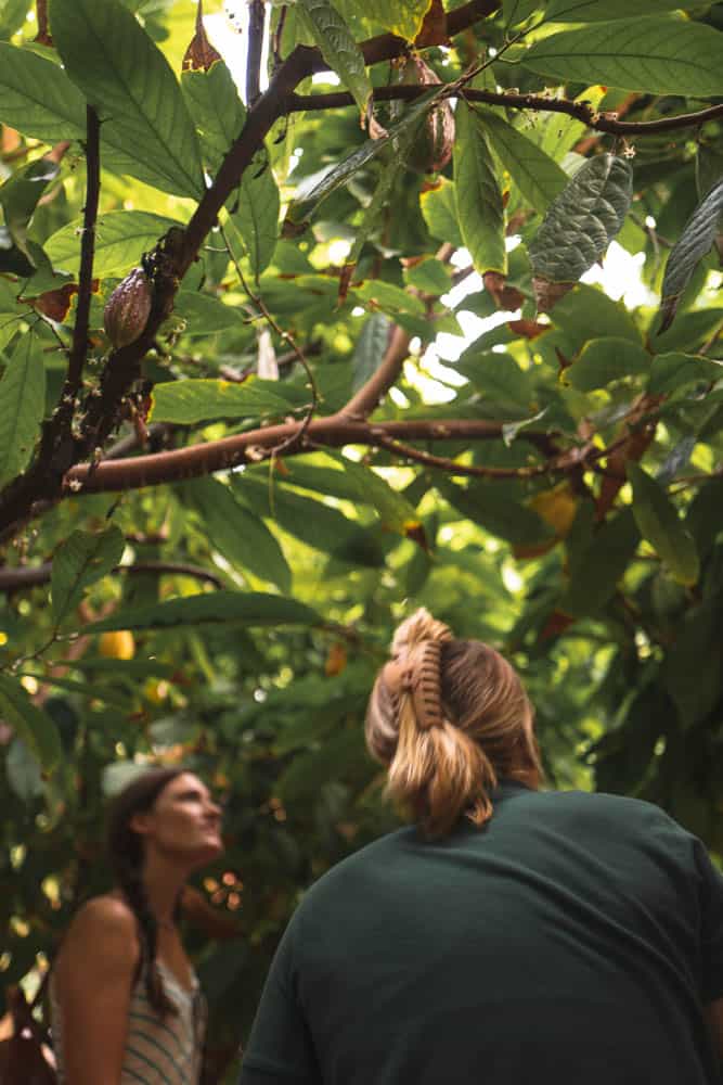 Two people standing under cacao tree branches at the Kuia Estate Chocolate farm tour