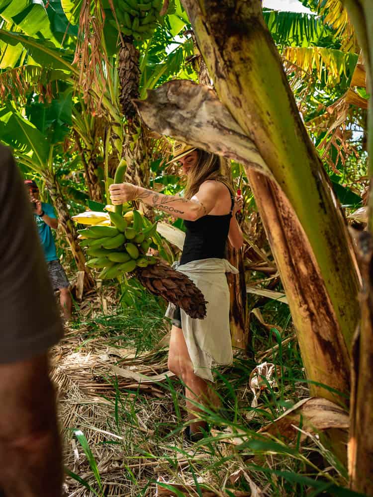 La Kahea Farm's co-owner holds a hand just-harvested of bananas under the shade of a tropical tree grove.