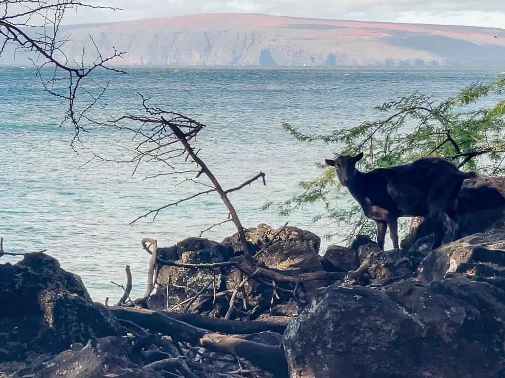 A wild goat walks over the rocks a La Perouse Bay in Maui