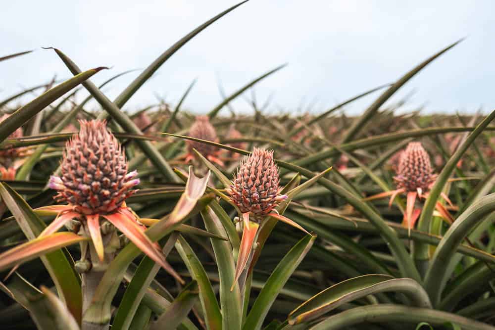 A field of young pineapple plants