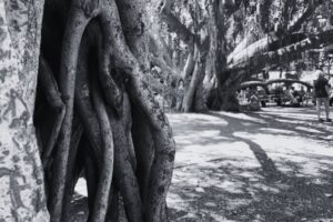Close up of the Lahaina Banyan Tree trunk with the main section of the tree and visitors in the background, dated July 2023