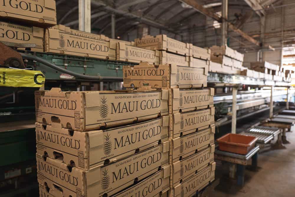 Stacks of cardboard Maui Gold pineapple boxes at the company's sorting plant