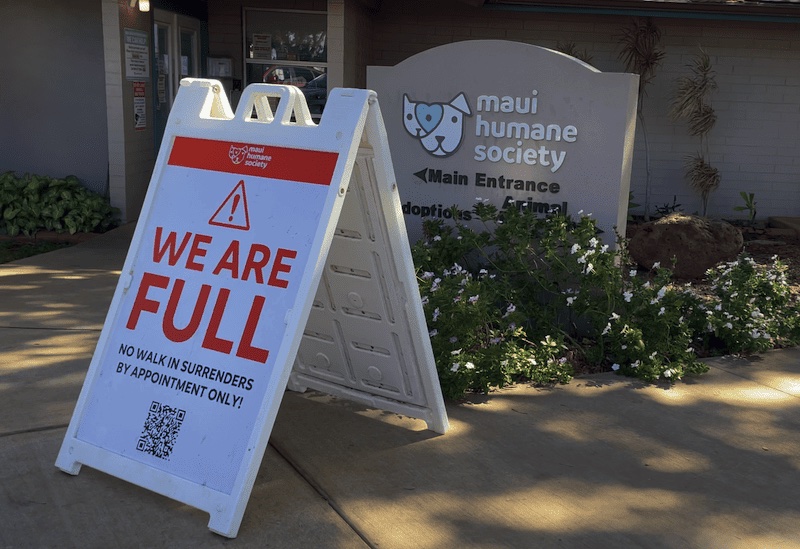 The main entrance to Maui Humane Society with a folding sign indicating that the shelter is full, July 2023