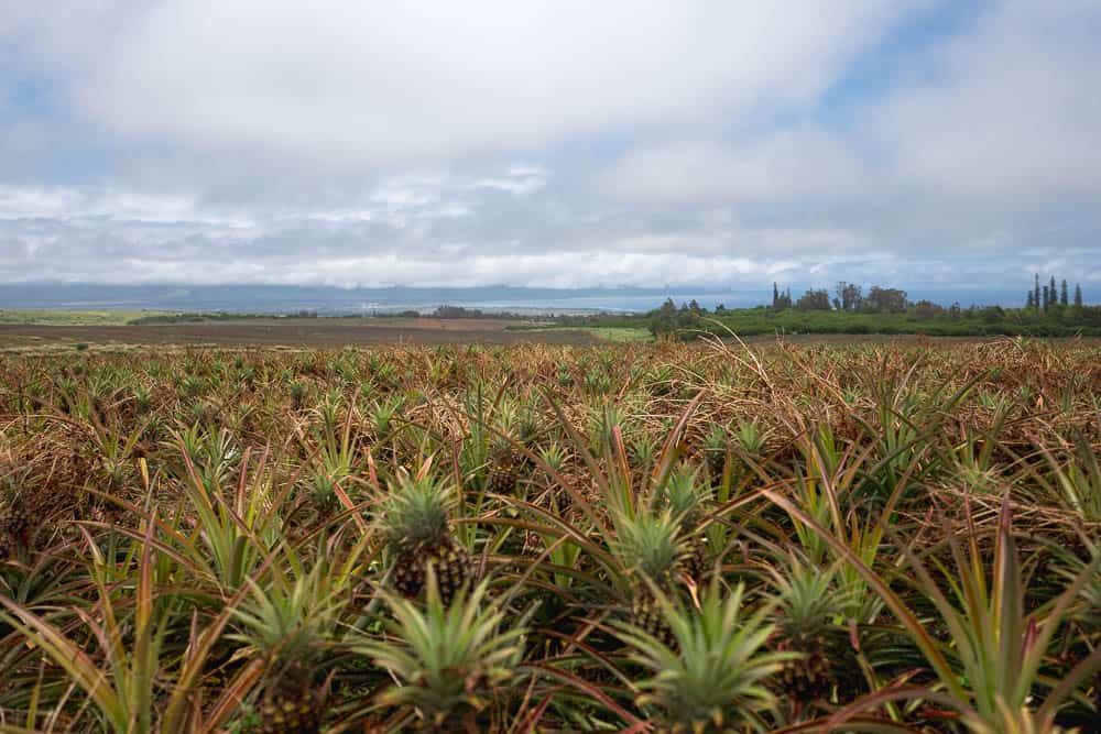 A field of pineapple plants at the Maui Gold Pineapple farm tour