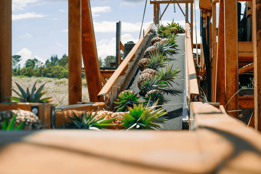 Pineapples on a conveyer belt at the Maui Gold pineapple tour