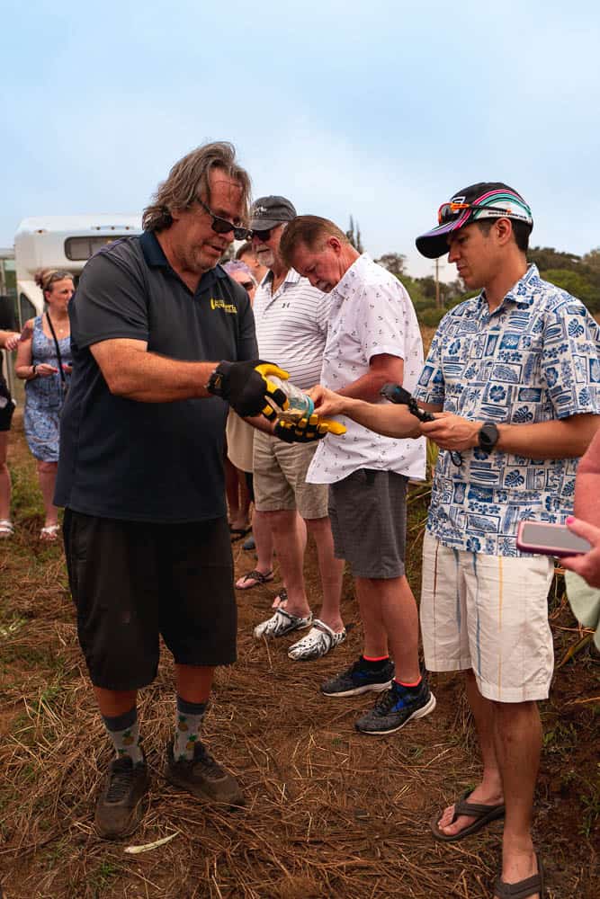 A Maui Gold Pineapple tour guide hands out bamboo skewers for the pineapple tasting.