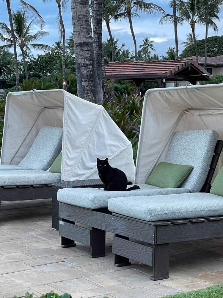 Black cat on the lounge furniture along the Wailea Beach Path
