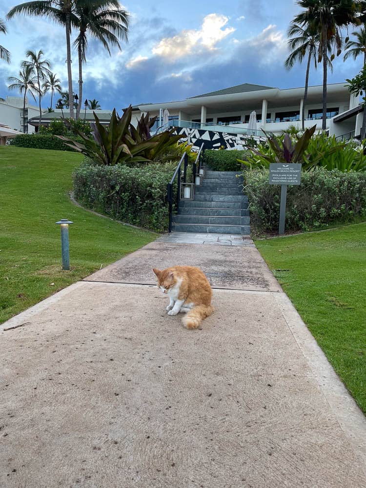 An orange cat on the walkway at the Wailea Beach Resort on Maui, Hawaii