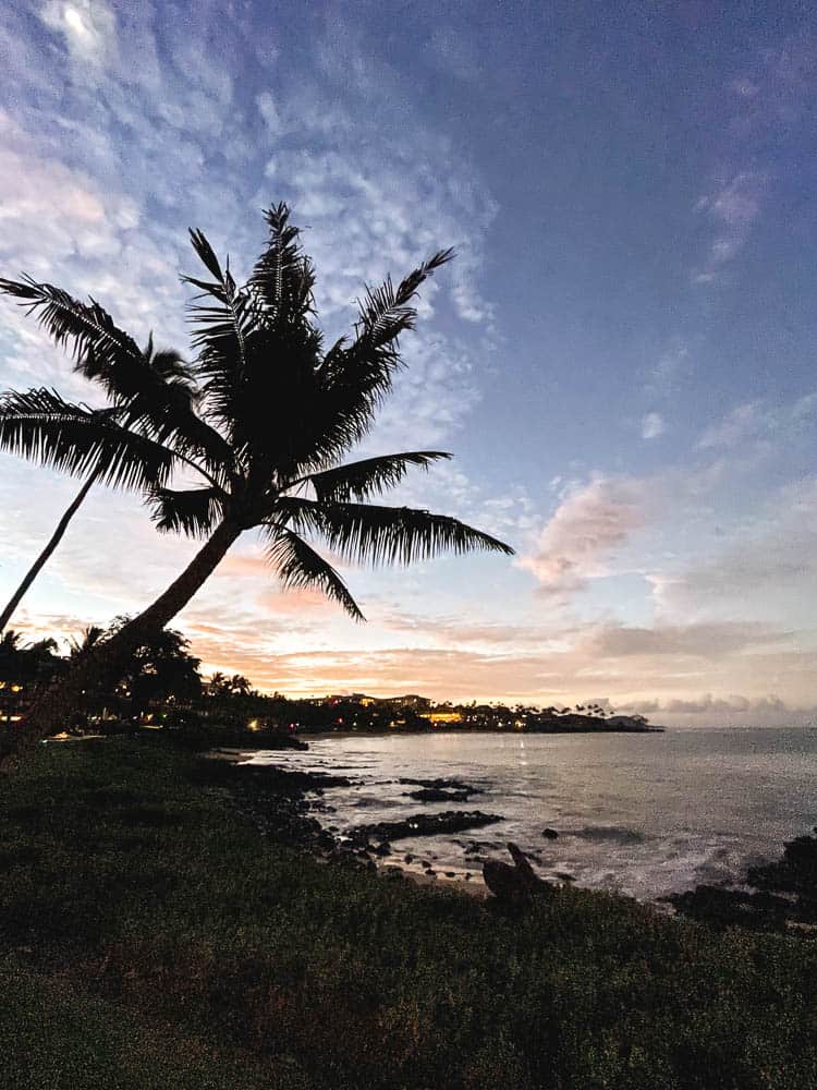 Silhouette of a palm tree against the sky next to the ocean water.